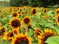 -玄武湖景区-情侣园游乐场