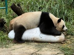 -广州长隆野生动物世界