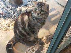 -喵屿·大理花园猫咖