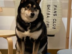 -柴迷FANS CLUB·柴犬狗咖·猫咖