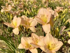 -汉长安城未央宫国家考古遗址公园