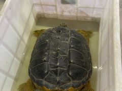 -华声天桥民俗文化园