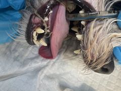 -关爱动物医院·心脏·中兽医·异宠(金牛路分院)