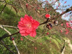 -南国桃园旅游度假区