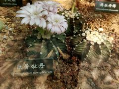 -中国科学院西双版纳热带植物园