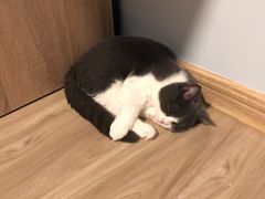 -70cat德文卷毛猫·缅因猫纯种猫舍