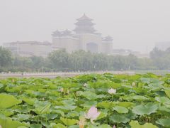 -莲花池公园