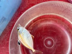 -小猫钓鱼海钓俱乐部(椰梦长廊店)