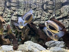 -上海海洋水族馆