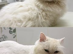 -囡的喵喵酱·萌宠生活馆·宠物洗护美容(胶州路店)