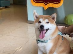 -瑞派申生动物医院·24H夜诊·国际动物医疗中心·骨外科(吴中路店)