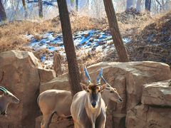 -北京野生动物园