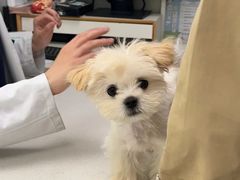 -爱侣宠医·鹦鹉专科·小型哺乳类·异宠专科(灵石路店)