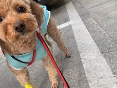 -北京派仕佳德动物医院·超导核磁·CT·神经科·骨科·内外科·急重症管理中心