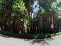 -武陵山森林公园