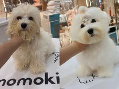 -momokira米努特·德文卷毛猫·棉花面纱犬