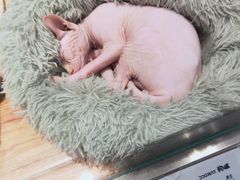 -狗道宠物(常熟印象城店)