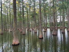 -渌洋湖湿地公园
