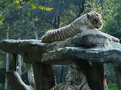 -北京野生动物园