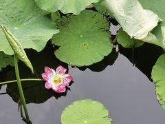 -上海醉白池公园