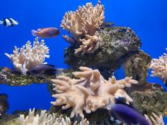 -烟台海昌鲸鲨海洋公园