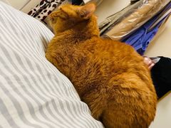 -鲜芋仙(高新万达广场店)