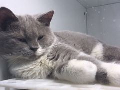 -lincat·猫舍(广州店)