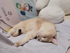 -猫大福·Fortune Cat猫舍(百子湾店)