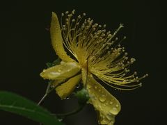 -陈家山荷花公园