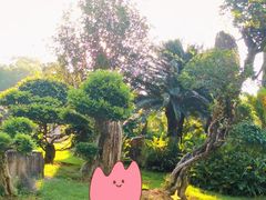 -深圳仙湖植物园