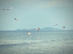 -烟台金沙滩喜来登度假酒店