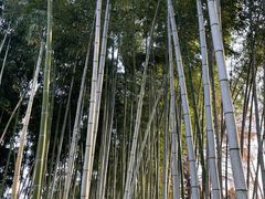 -颐缘居·南翔小笼馆