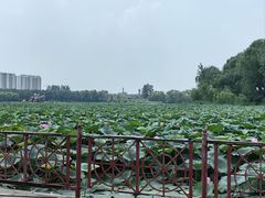 -大兴滨河森林公园