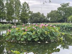 -金银湖国家城市湿地公园