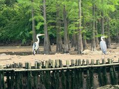-海珠湖公园