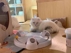 -猫和宫(六道口店)