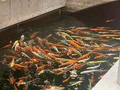 -龙悦湾酒家·八阵鱼生·渔人码头店