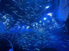 -海合安成都极地海洋公园
