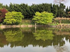 -嘉定紫藤园