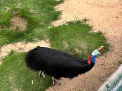 -西霞口神雕山野生动物世界