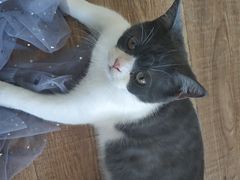 -猫的茶·猫咖