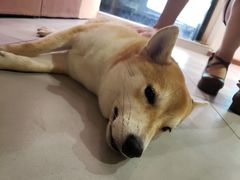 -柴务处·柴犬主题狗咖