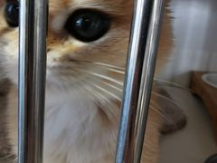 -东方名猫馆·英短金渐层布偶猫舍(环线广场1号楼店)