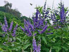 -云溪植物园