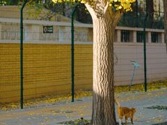 -三里屯东五街银杏大道