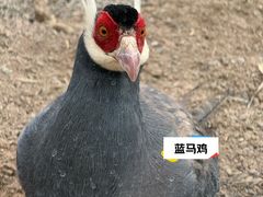 -青藏高原野生动物园