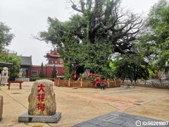 -大槐树寻根祭祖园