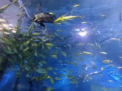 -太平洋海底世界