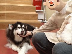 -和它·交个朋友·狗咖猫咖(爱琴海店)