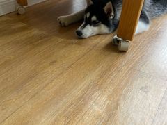 -Husky Go! 哈士奇体验馆·宠物咖啡厅狗咖